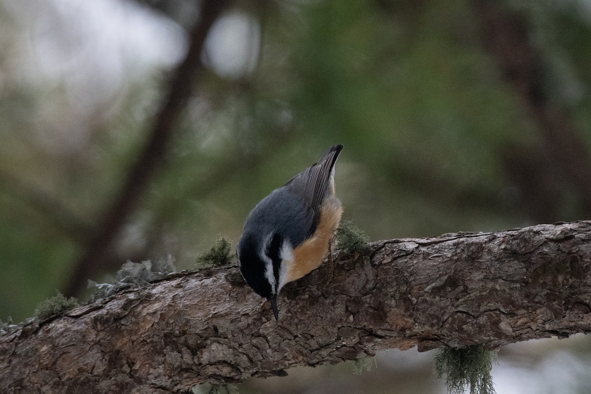 Red-breasted Nuthatch - ML616737885
