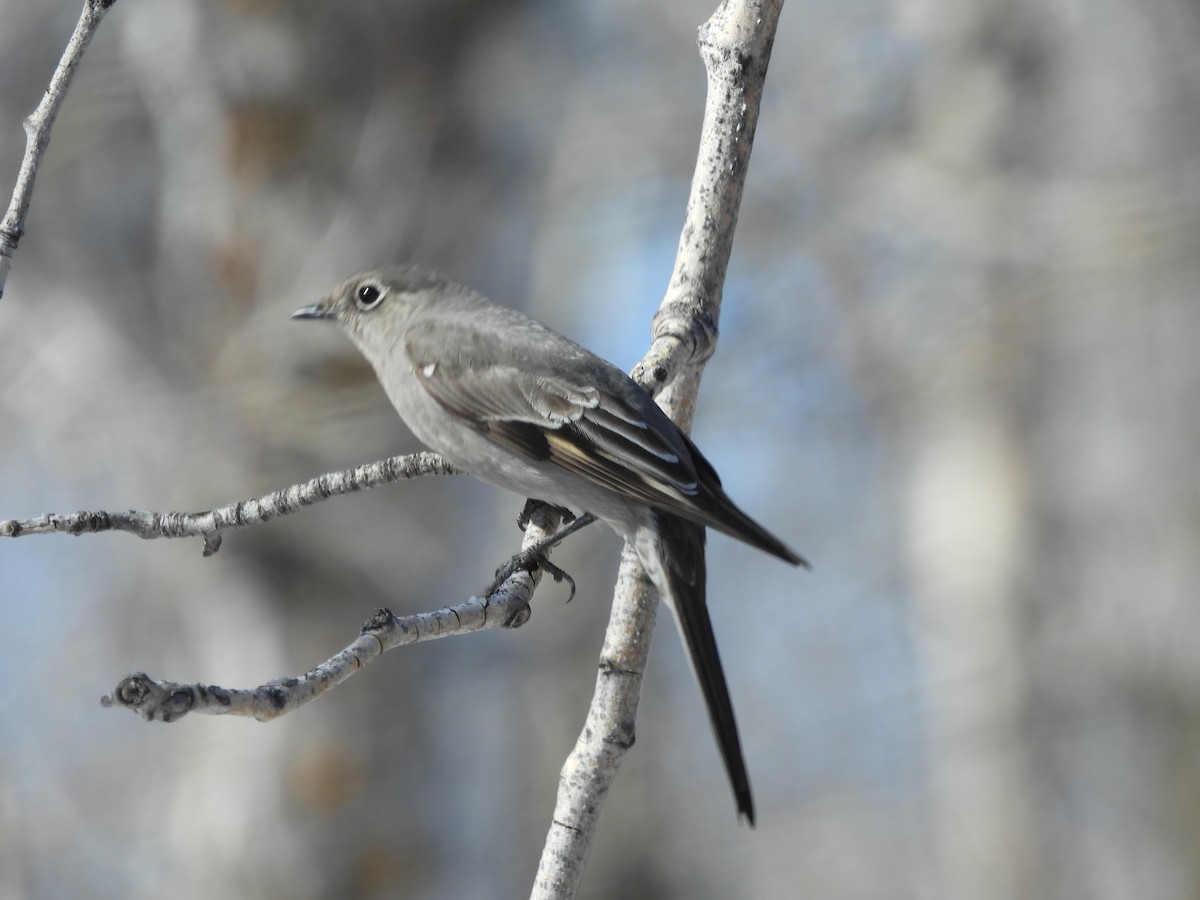 Townsend's Solitaire - ML616737924