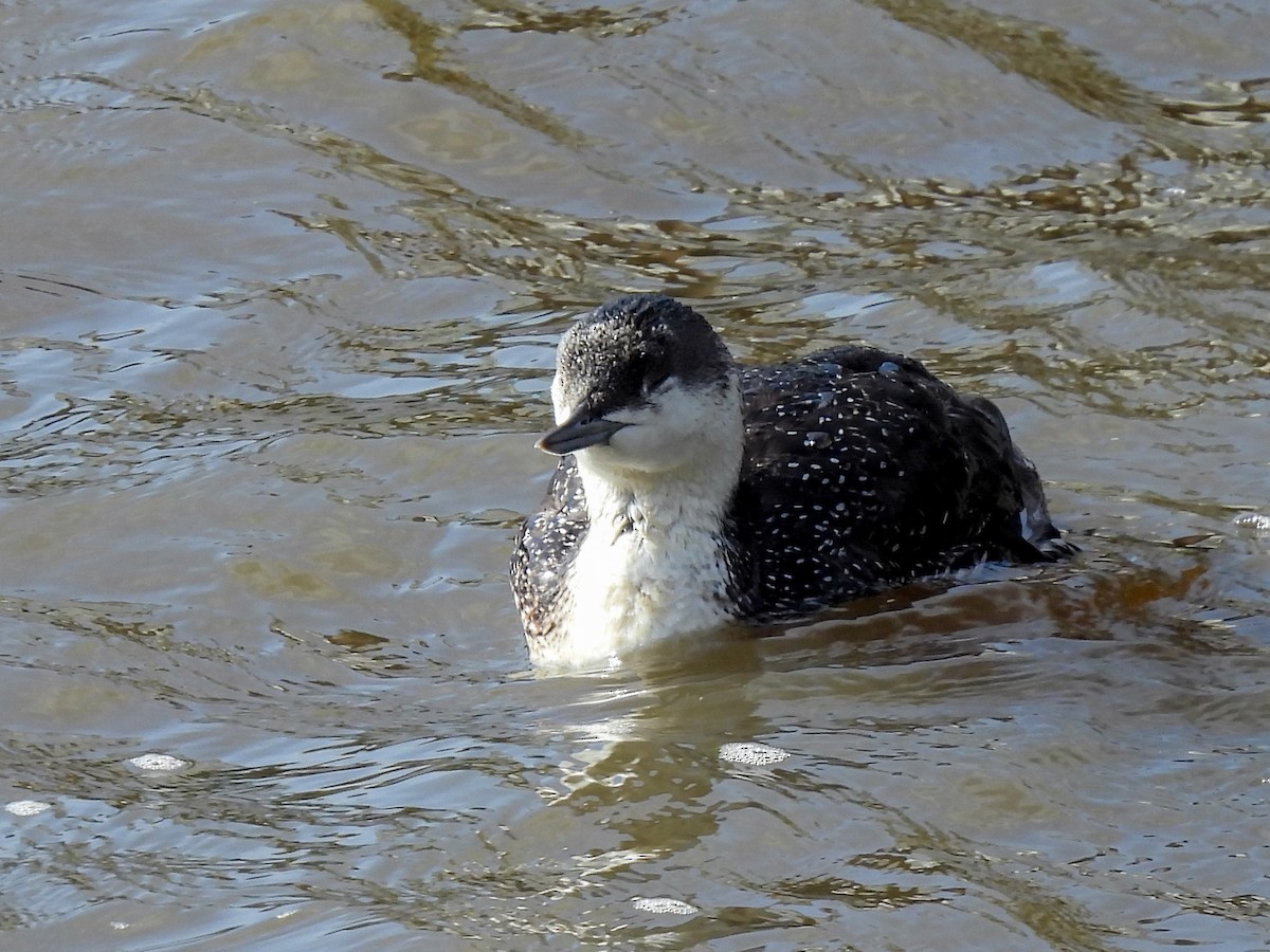 Red-throated Loon - ML616738065