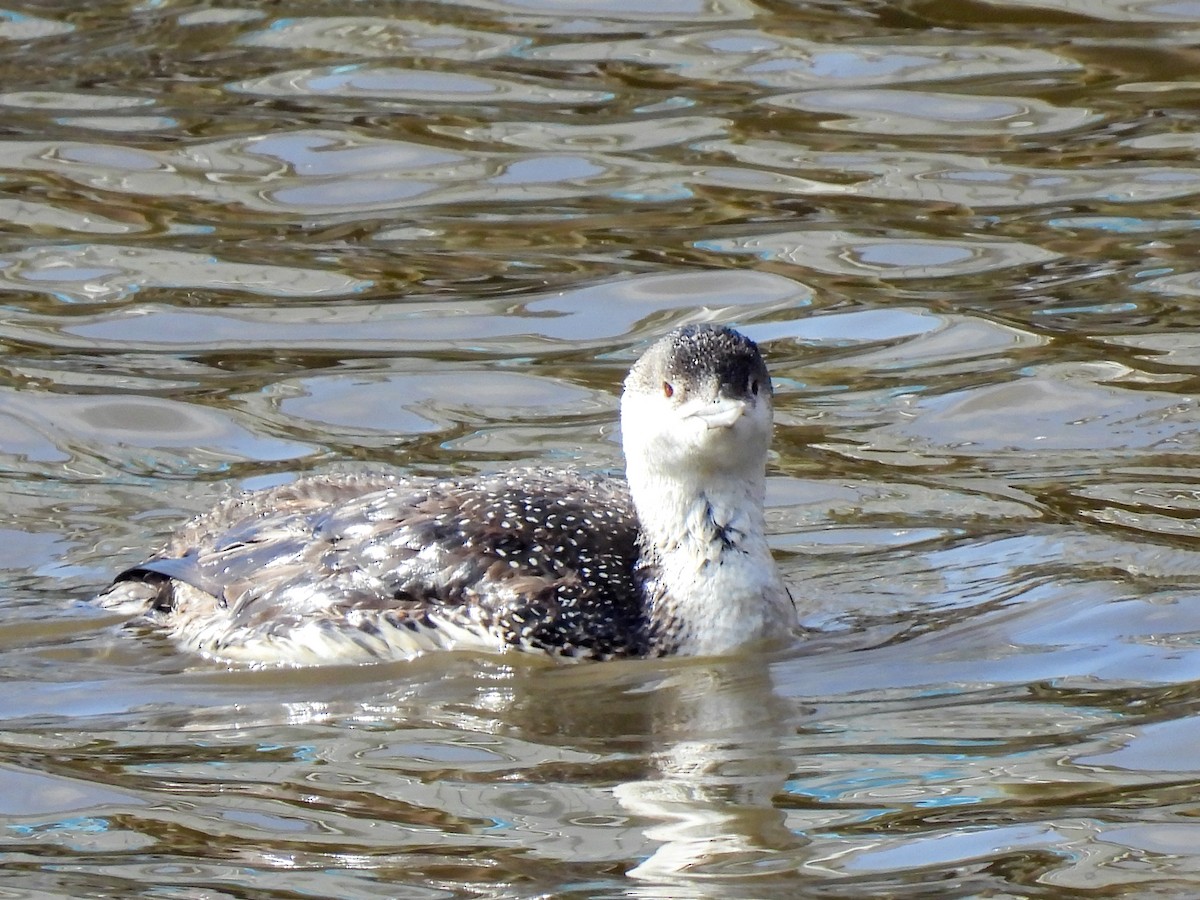 Red-throated Loon - Colin Urmson