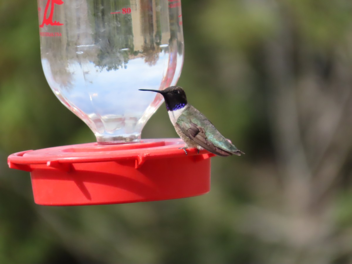 Black-chinned Hummingbird - ML616738123