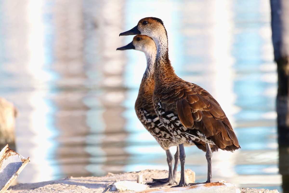 West Indian Whistling-Duck - ML616738156
