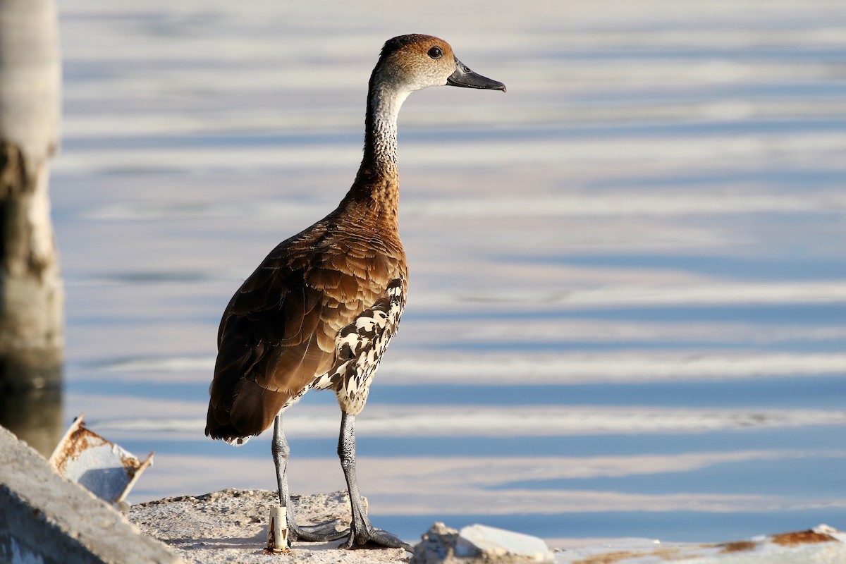 West Indian Whistling-Duck - ML616738157