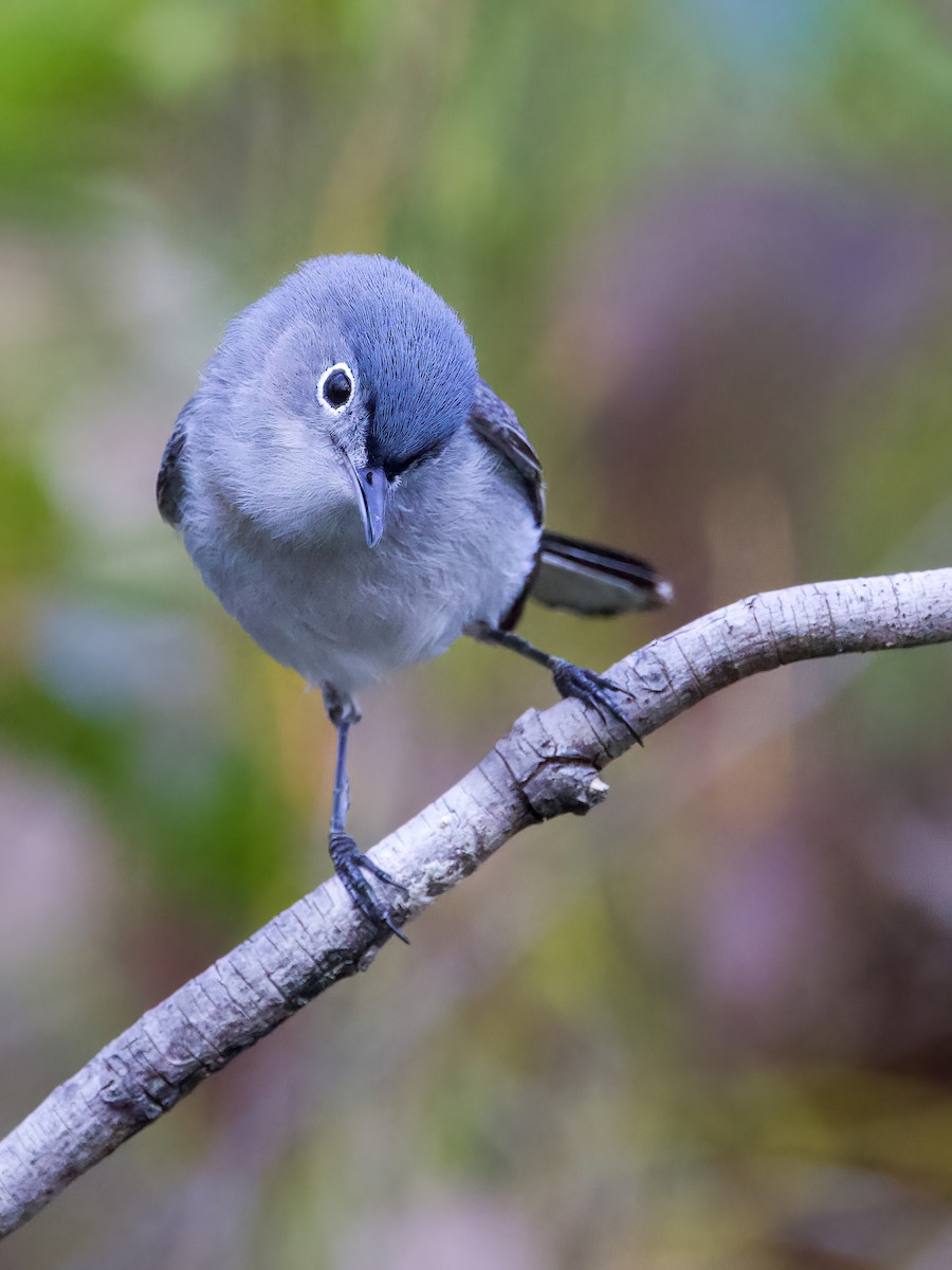 Blue-gray Gnatcatcher - Miles Brengle