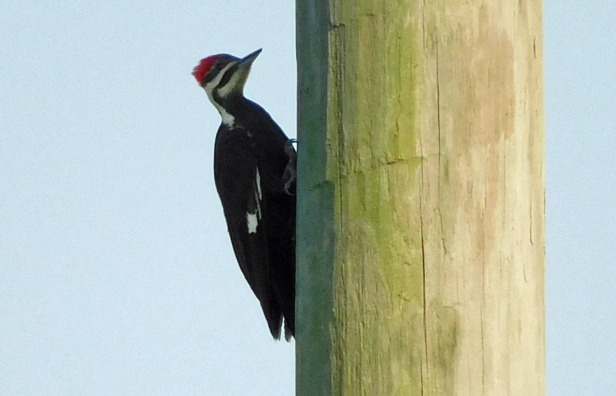 Pileated Woodpecker - ML616738534