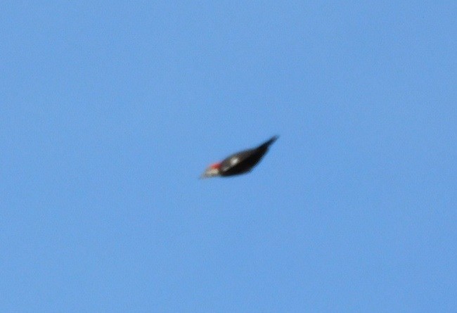 Pileated Woodpecker - ML616738543