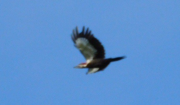 Pileated Woodpecker - ML616738544