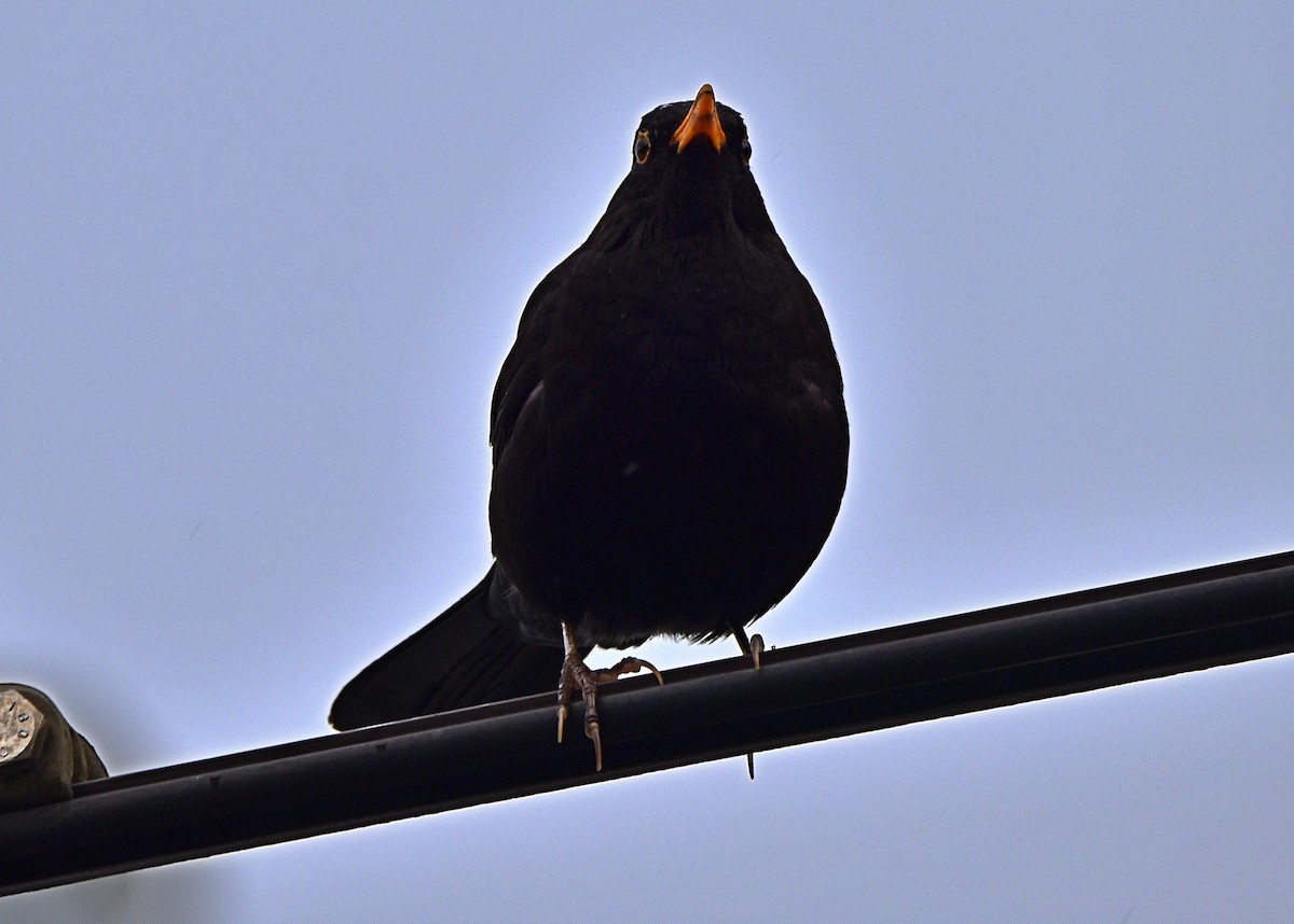 Eurasian Blackbird - ML616738570