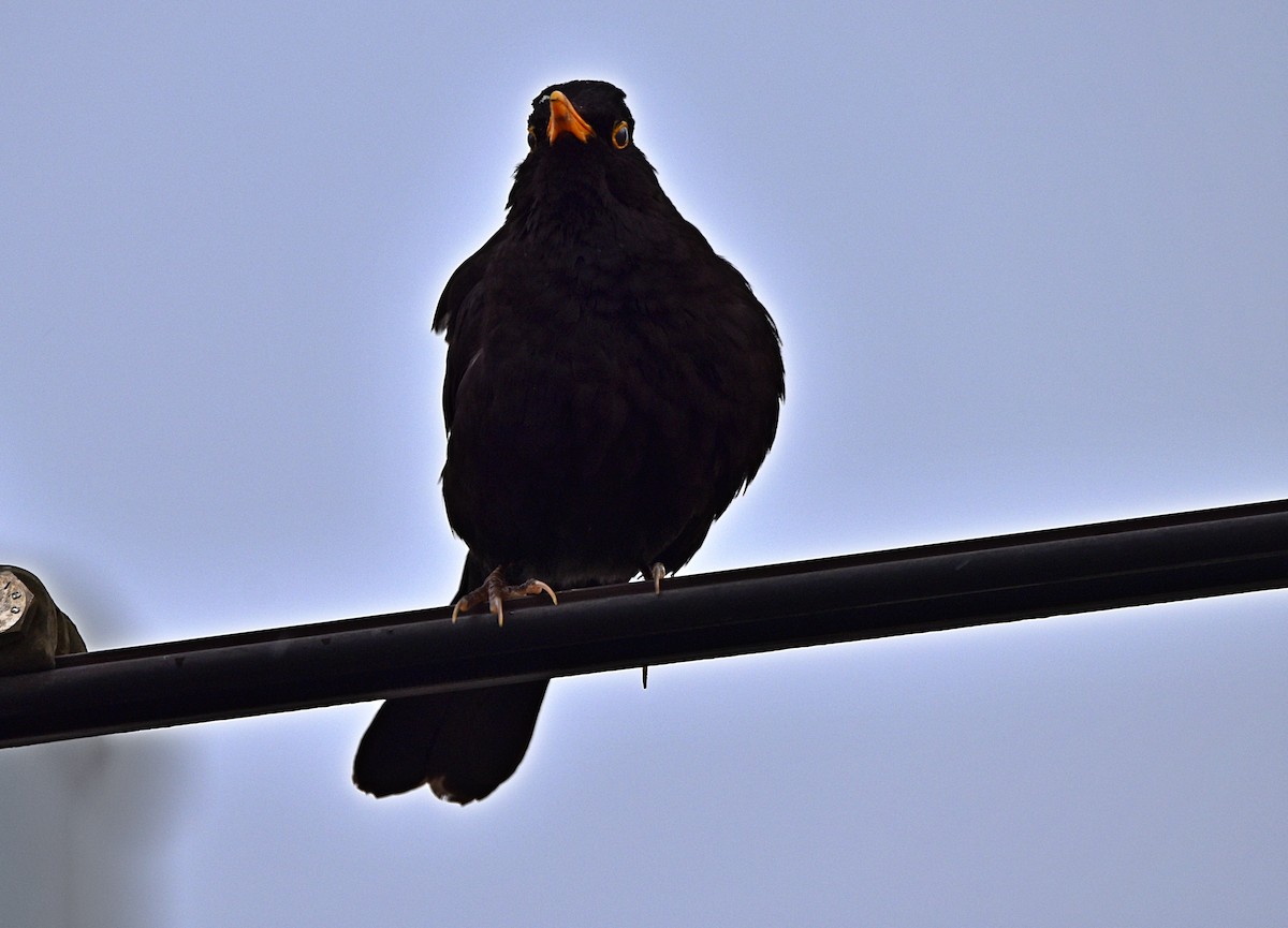 Eurasian Blackbird - ML616738572