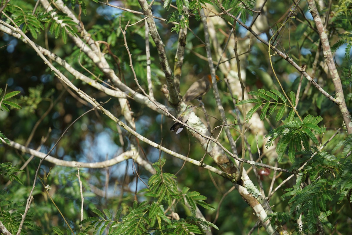 kolibřík bělobradý - ML616738708