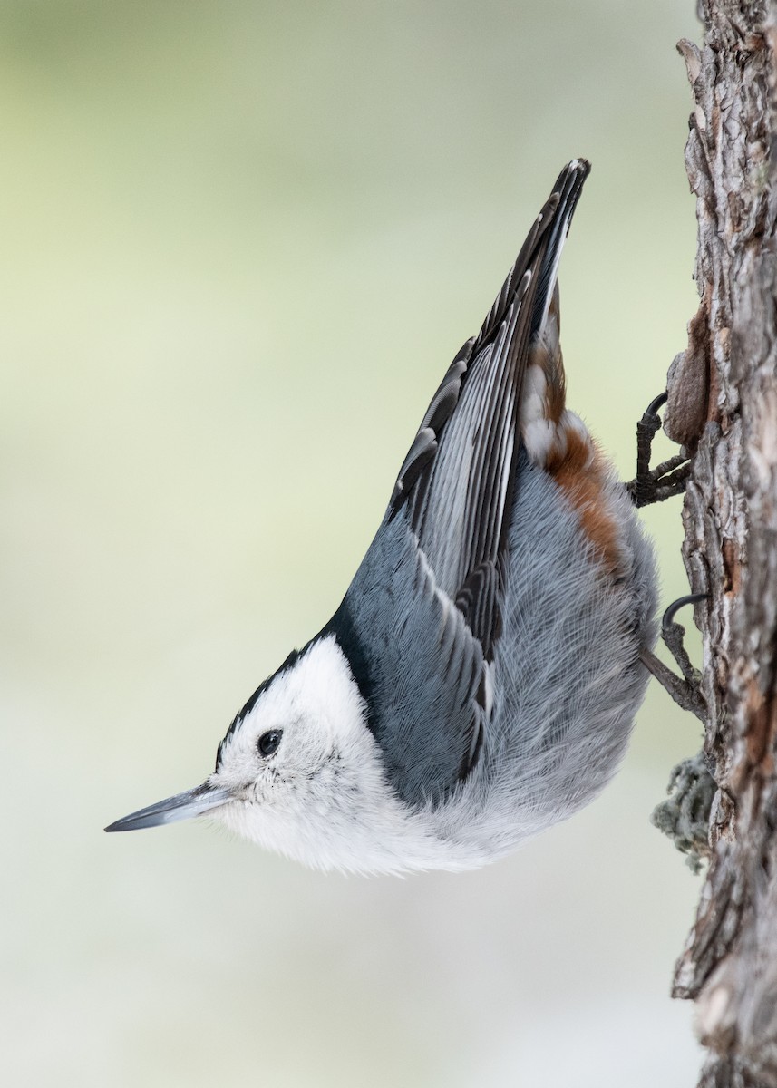 White-breasted Nuthatch - ML616738765