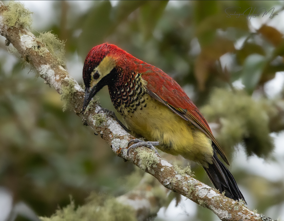 Crimson-mantled Woodpecker - ML616738911