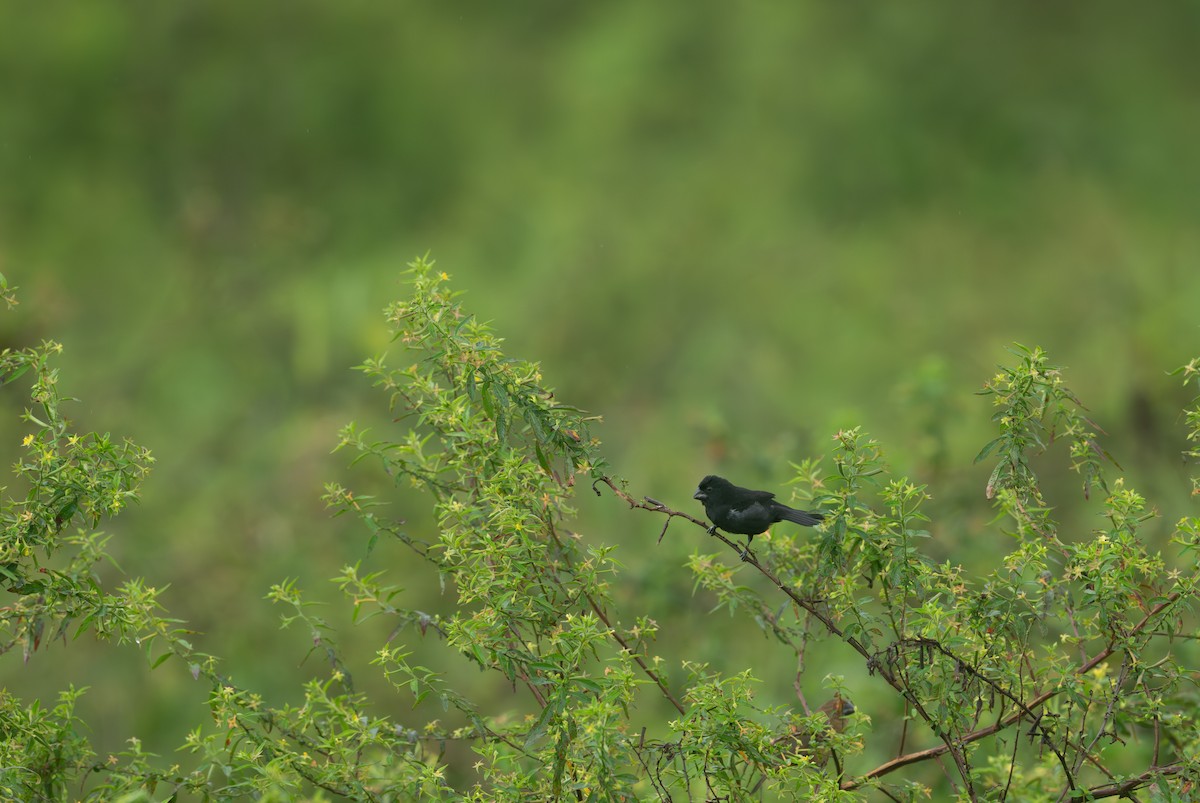 Variable Seedeater - ML616738916