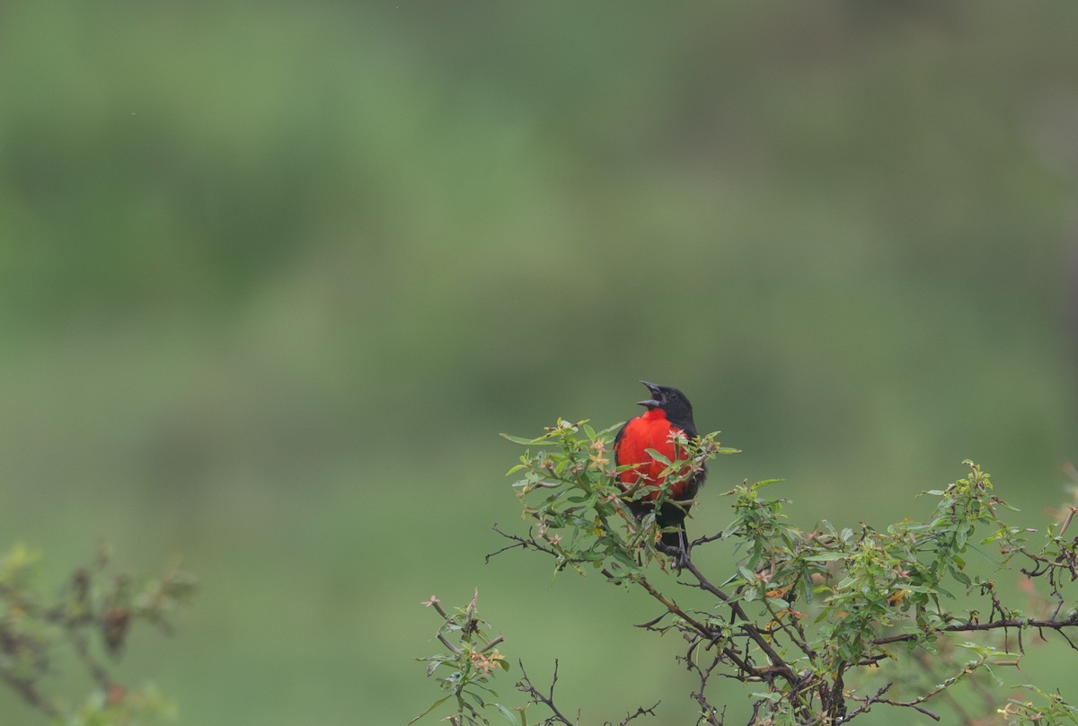 Red-breasted Meadowlark - ML616738931