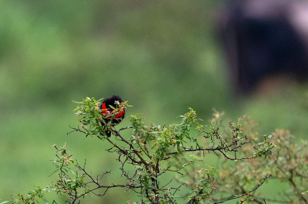 Red-breasted Meadowlark - ML616738932
