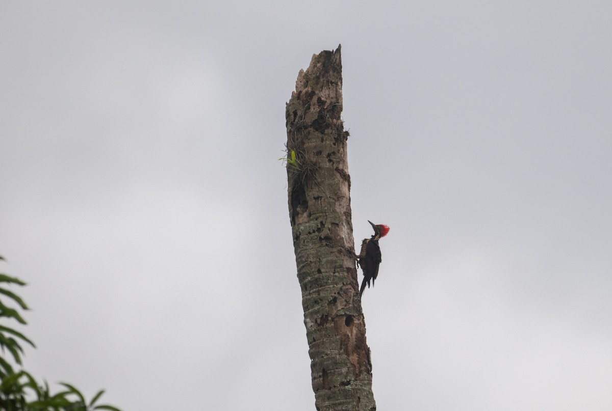 Lineated Woodpecker - ML616739012