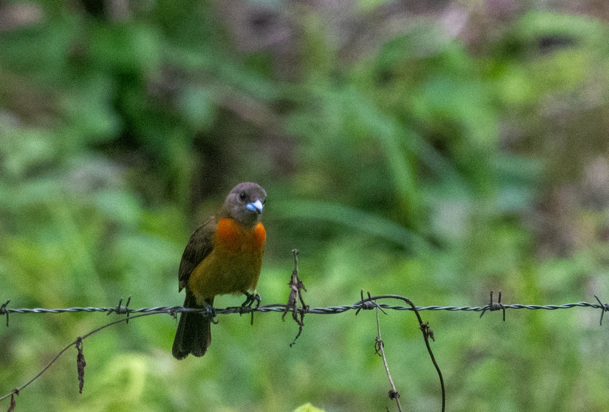 Scarlet-rumped Tanager - ML616739024
