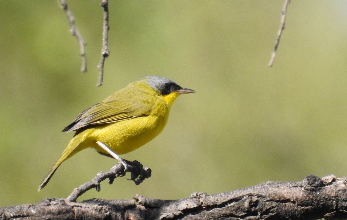 Southern Yellowthroat - dario wendeler