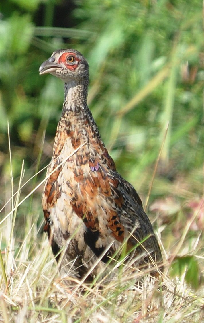 Ring-necked Pheasant - ML616739158