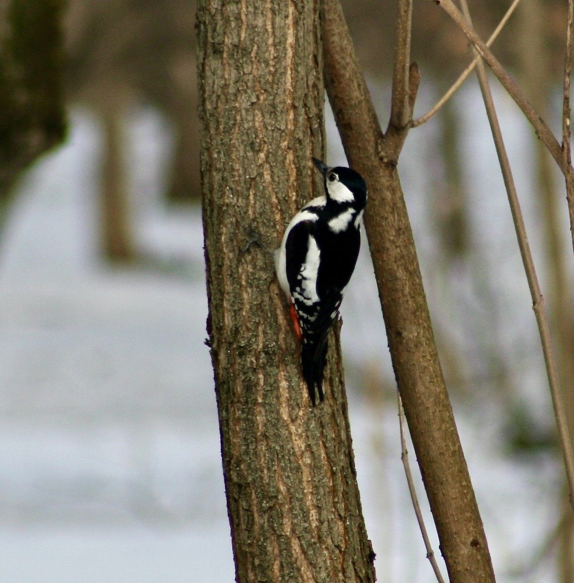 Great Spotted Woodpecker - ML616739167