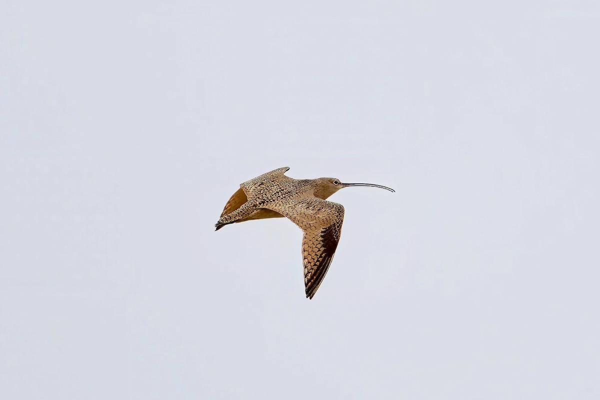 Long-billed Curlew - ML616739171