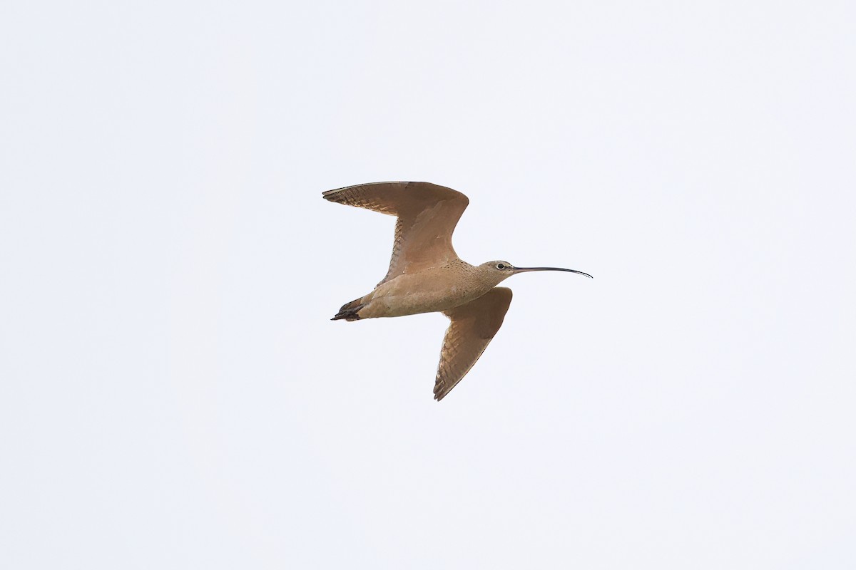 Long-billed Curlew - ML616739172
