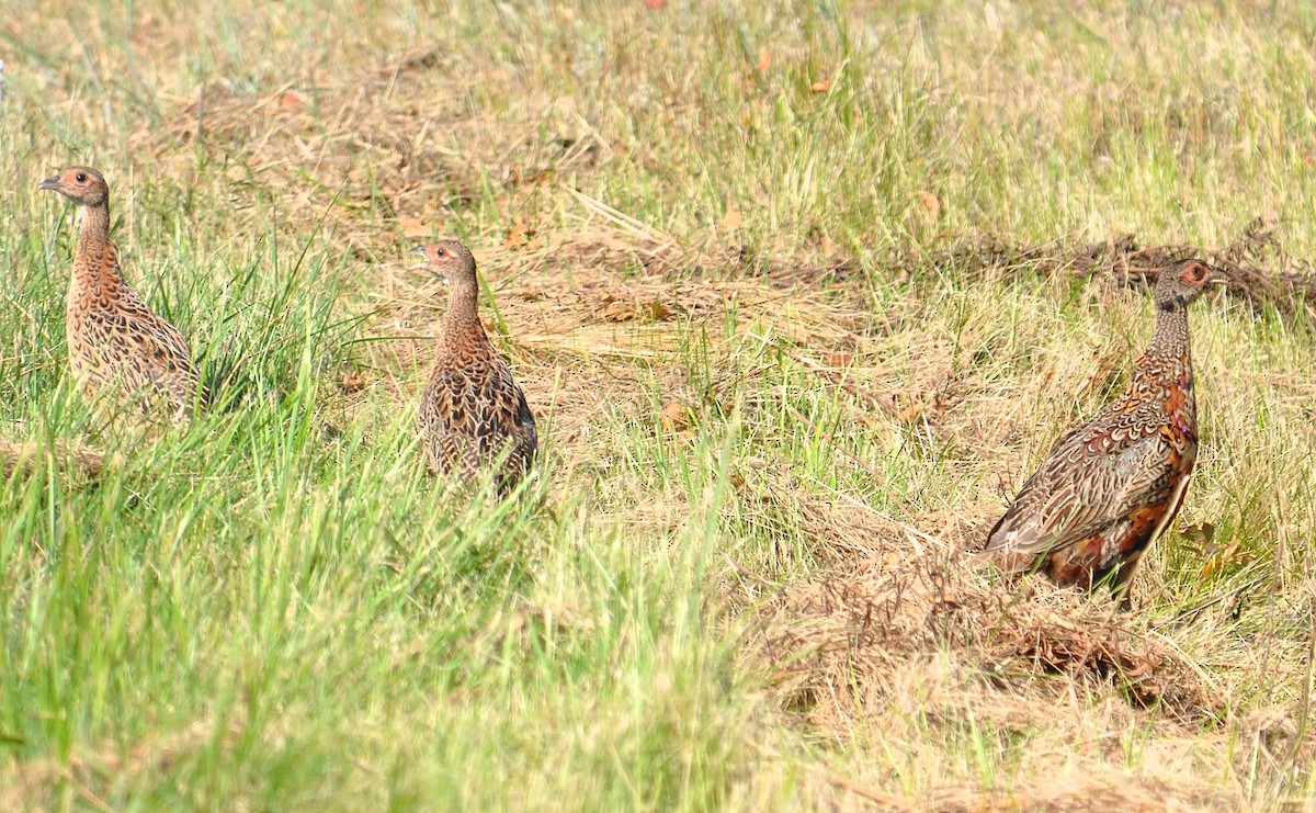 Ring-necked Pheasant - ML616739184
