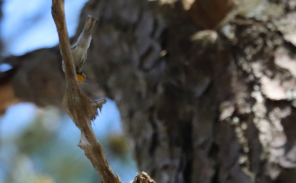Yellow-throated Warbler - ML616739277