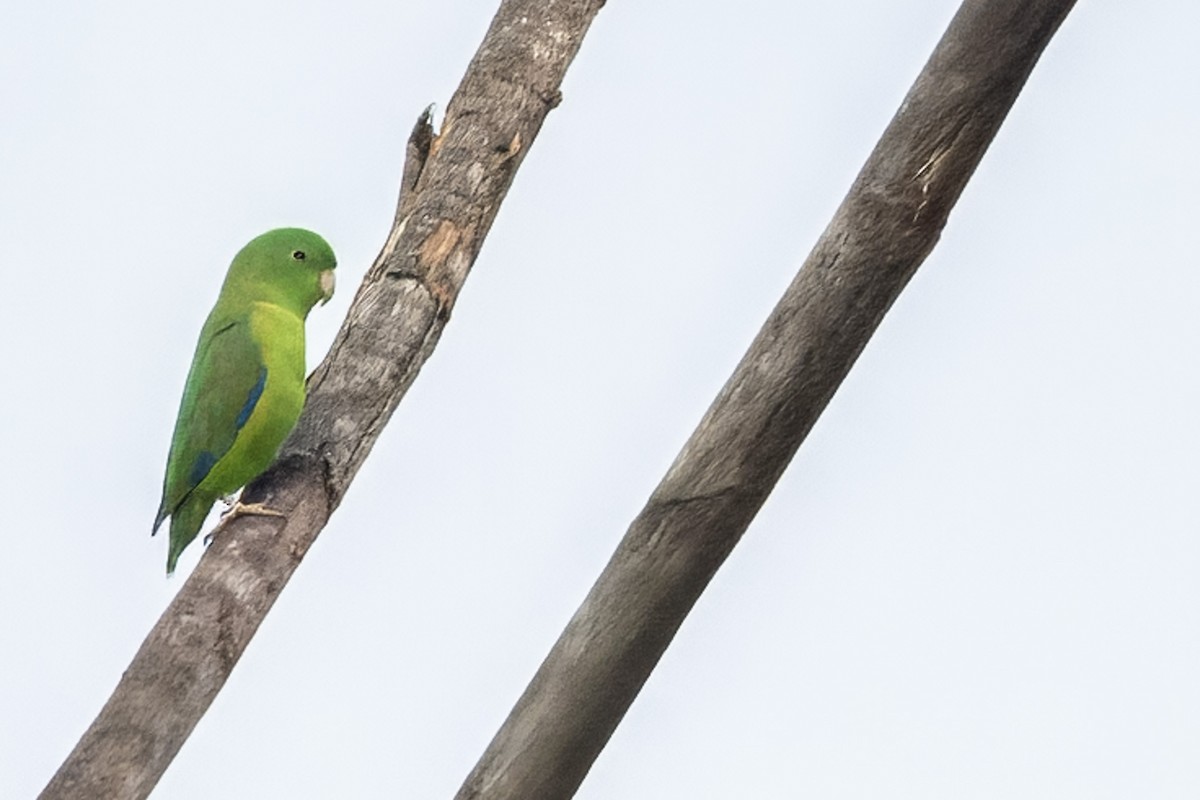 papoušíček amazonský - ML616739457