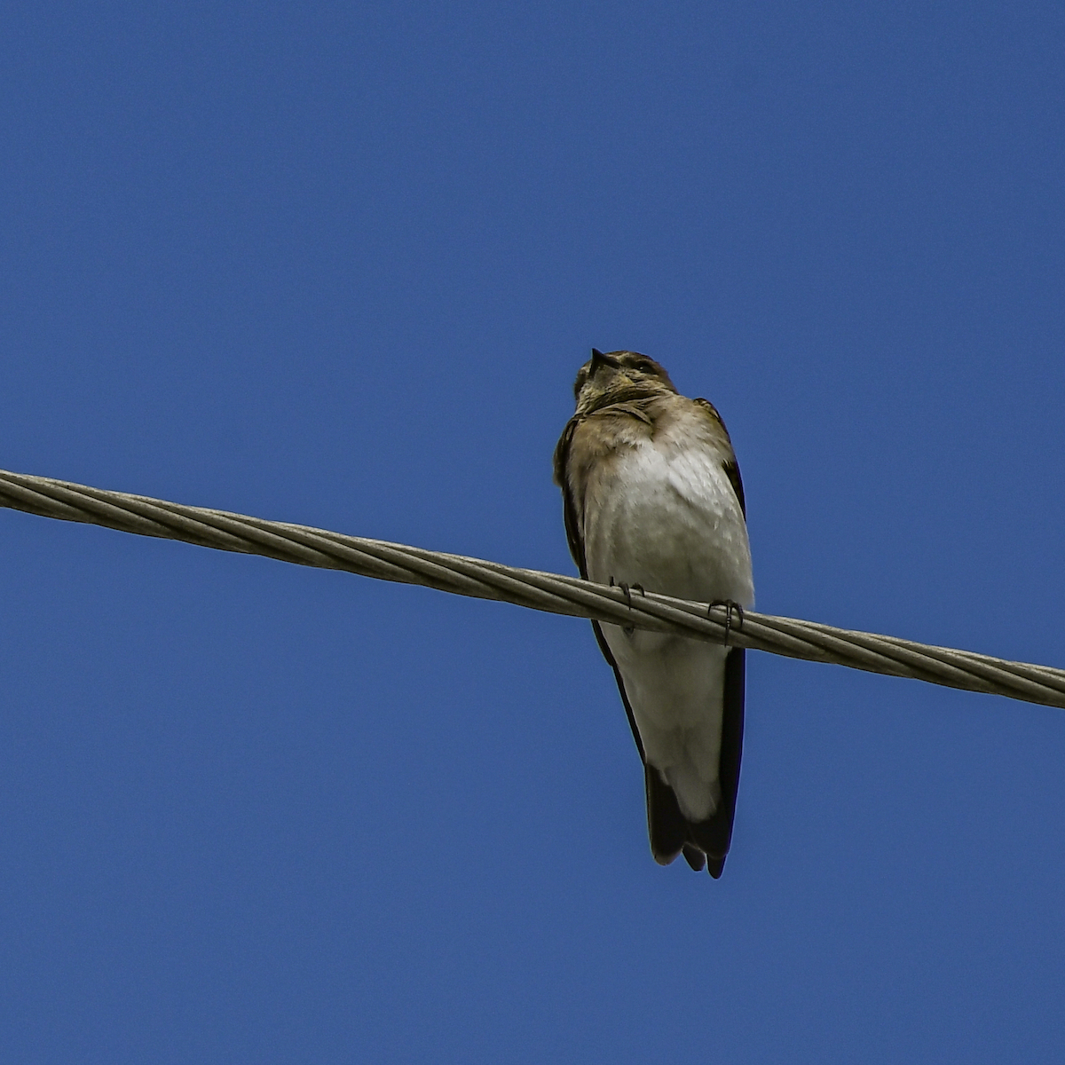 Northern Rough-winged Swallow - ML616739496
