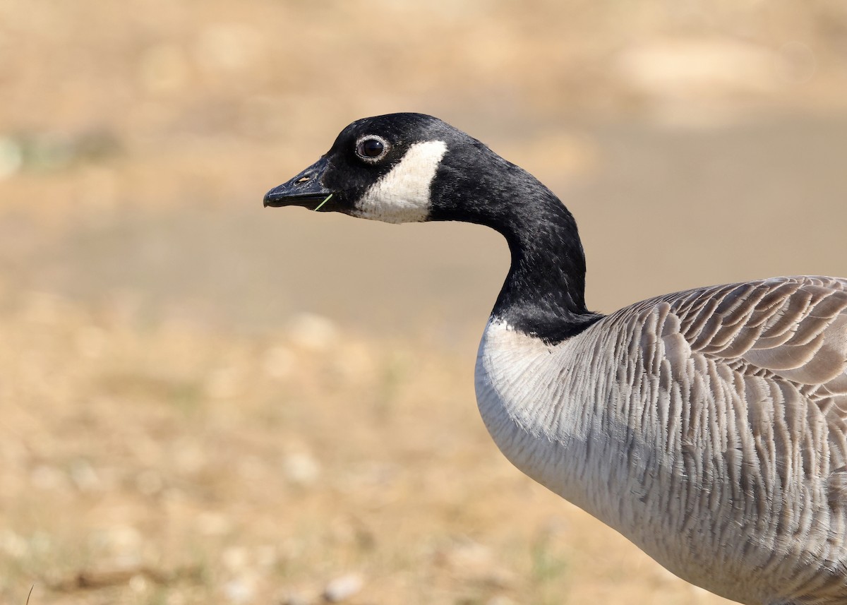 Cackling Goose (Richardson's) - ML616739538