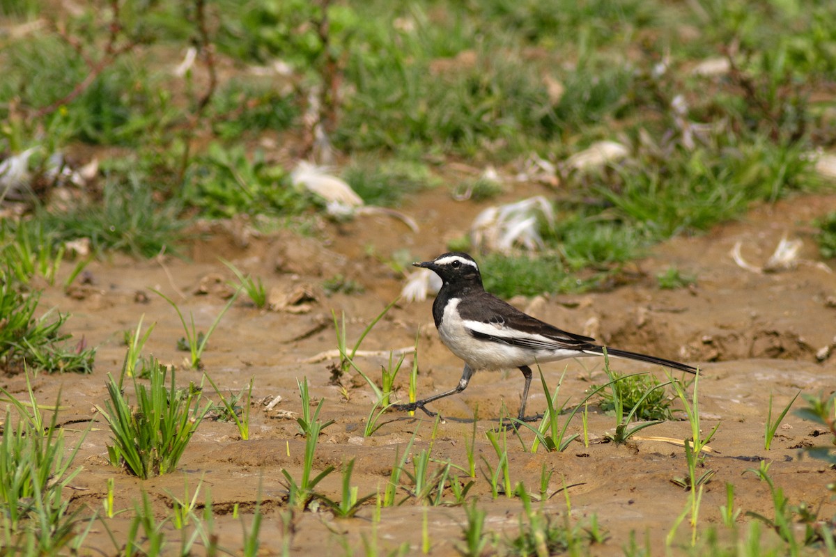 White-browed Wagtail - ML616739631