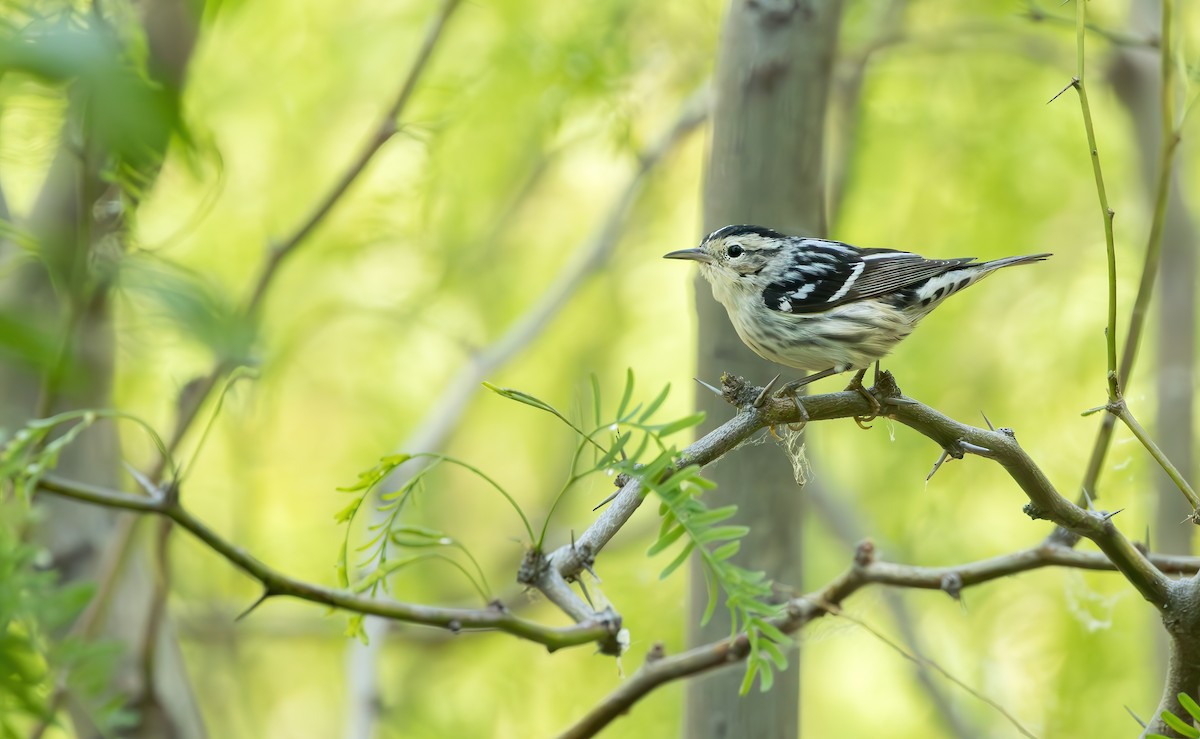 Black-and-white Warbler - ML616739707