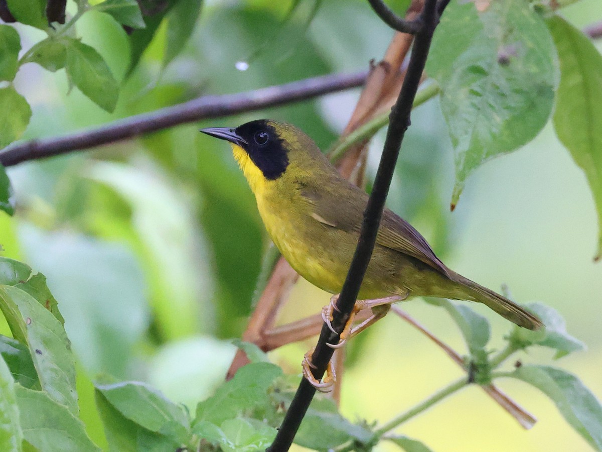 Olive-crowned Yellowthroat - ML616739830
