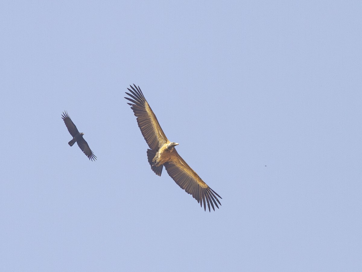Indian Vulture - Zsombor Károlyi