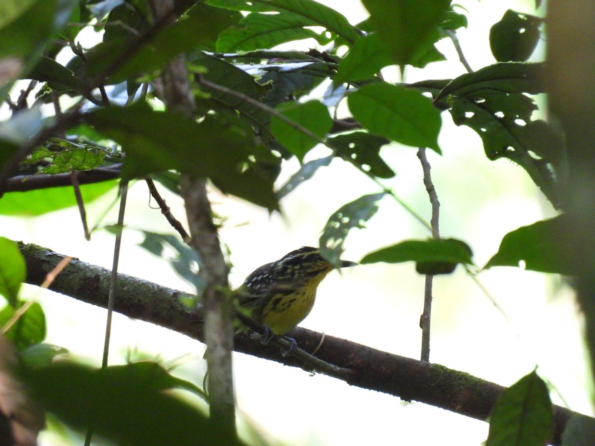 Yellow-browed Antbird - ML616739860