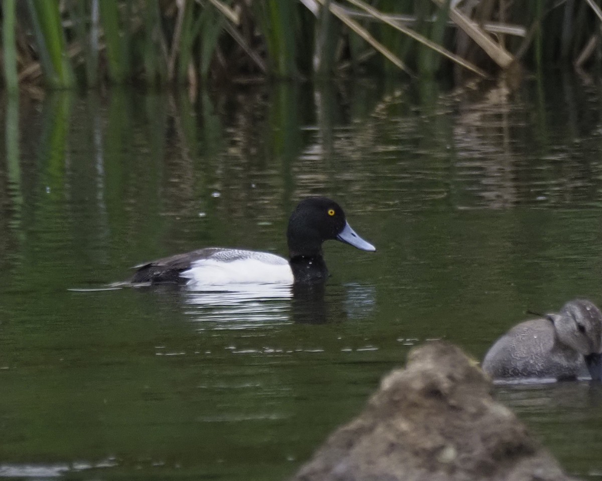 Greater Scaup - ML616739867