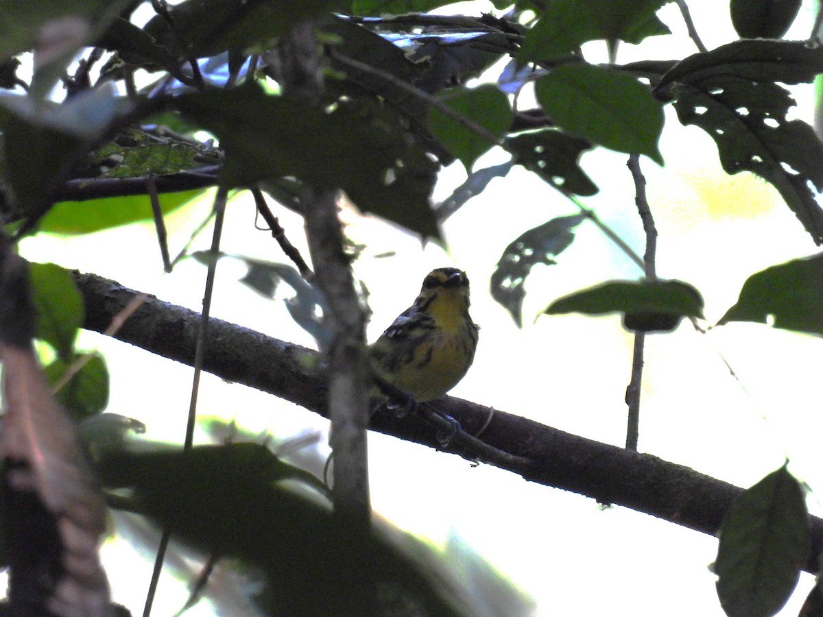 Yellow-browed Antbird - ML616739884