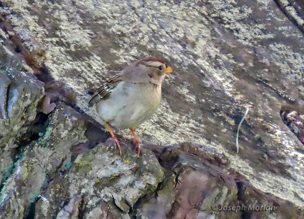 White-crowned Sparrow (Yellow-billed) - ML616740174