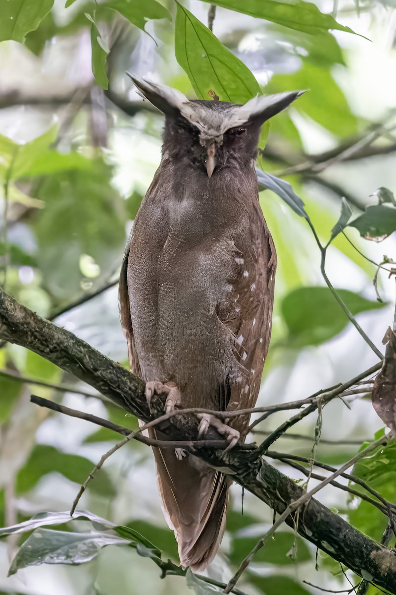 Crested Owl - ML616740195