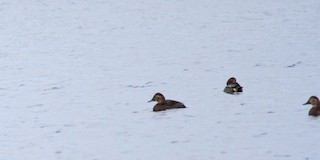 Green-winged Teal, ML616740205