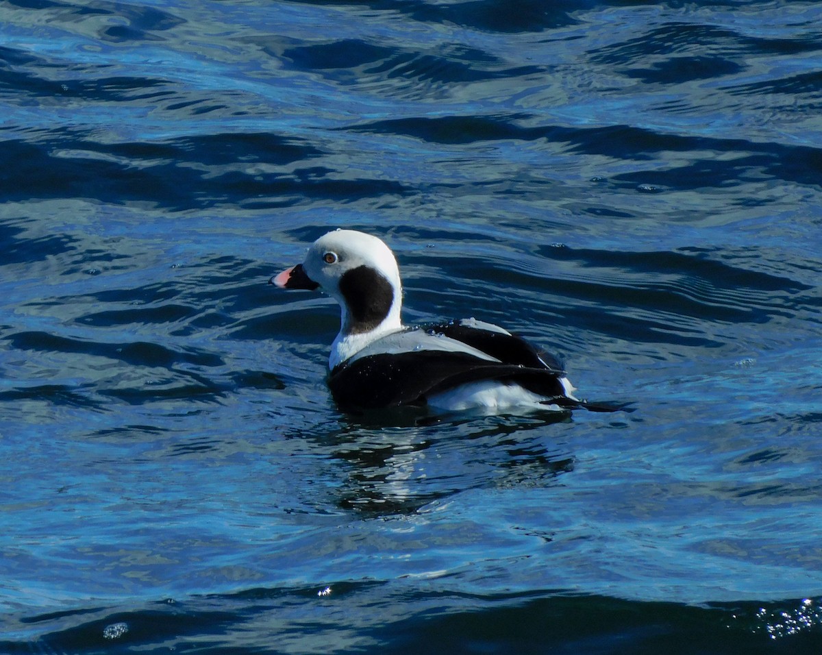 Long-tailed Duck - Hsing Min