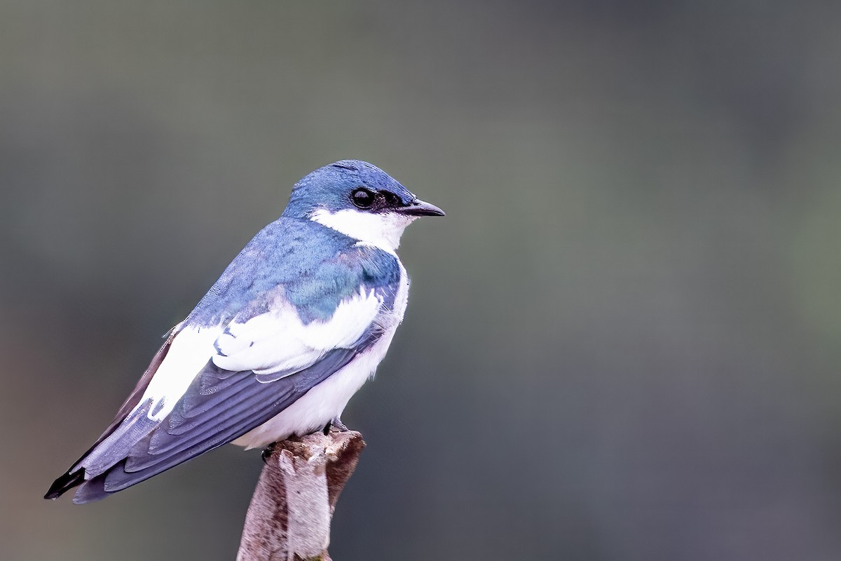 White-winged Swallow - ML616740256