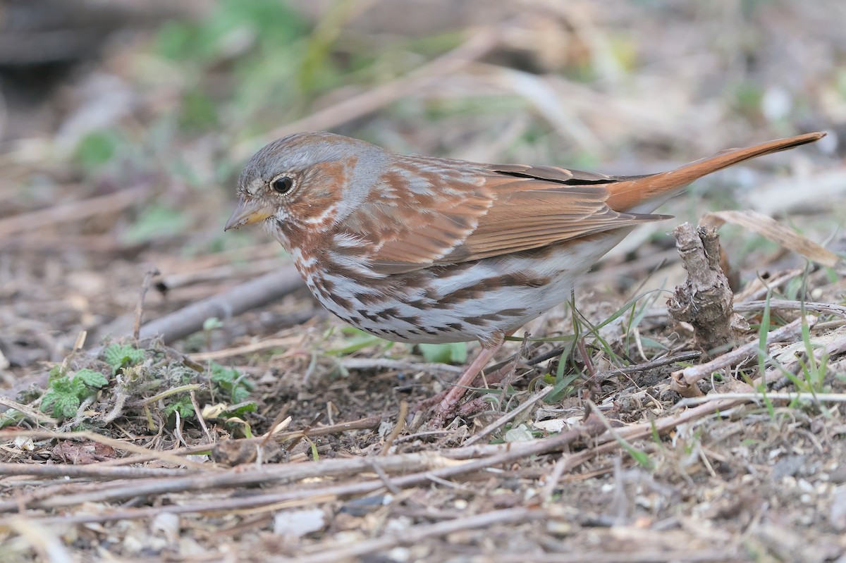 Fox Sparrow (Red) - ML616740263