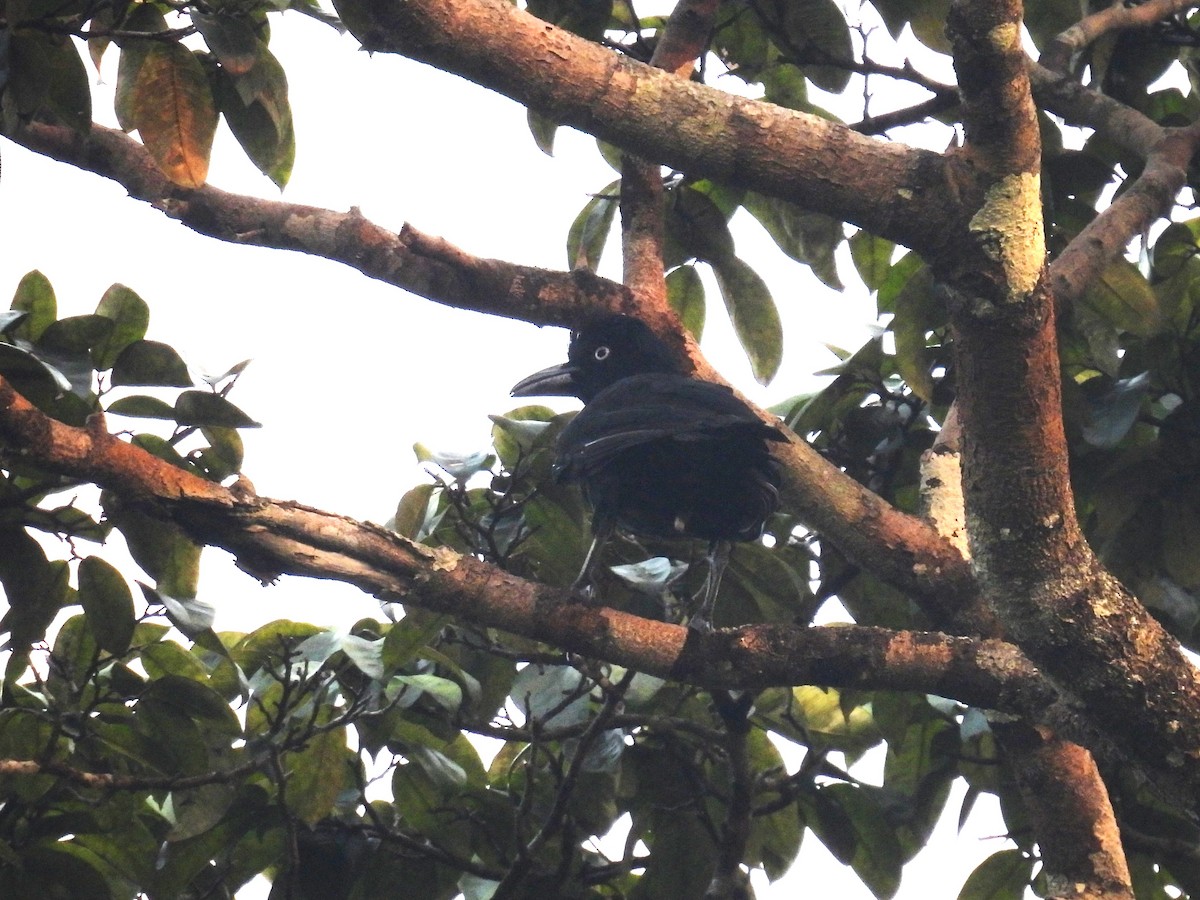 Amazonian Umbrellabird - ML616740280