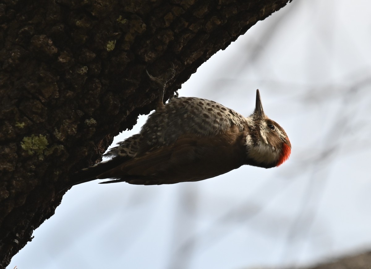 Arizona Woodpecker - ML616740353