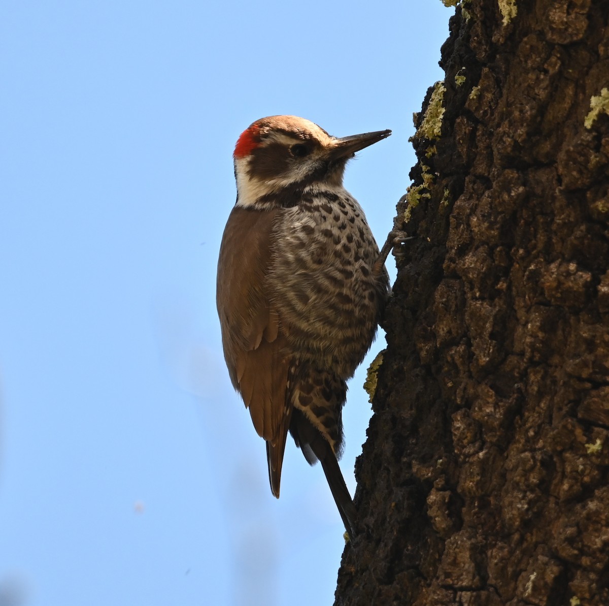 Arizona Woodpecker - Jake Shorty