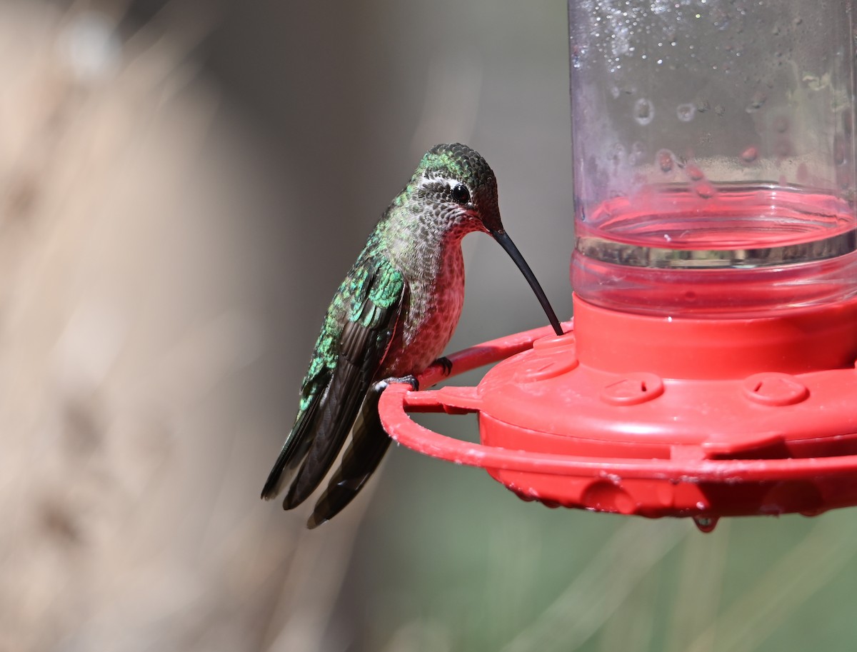 Broad-billed Hummingbird - Jake Shorty
