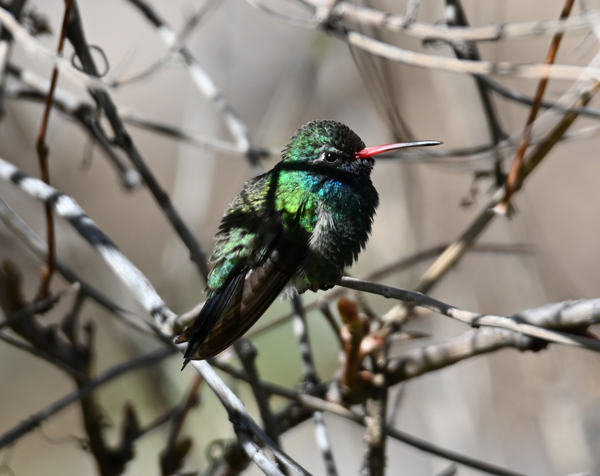 Broad-billed Hummingbird - Jake Shorty