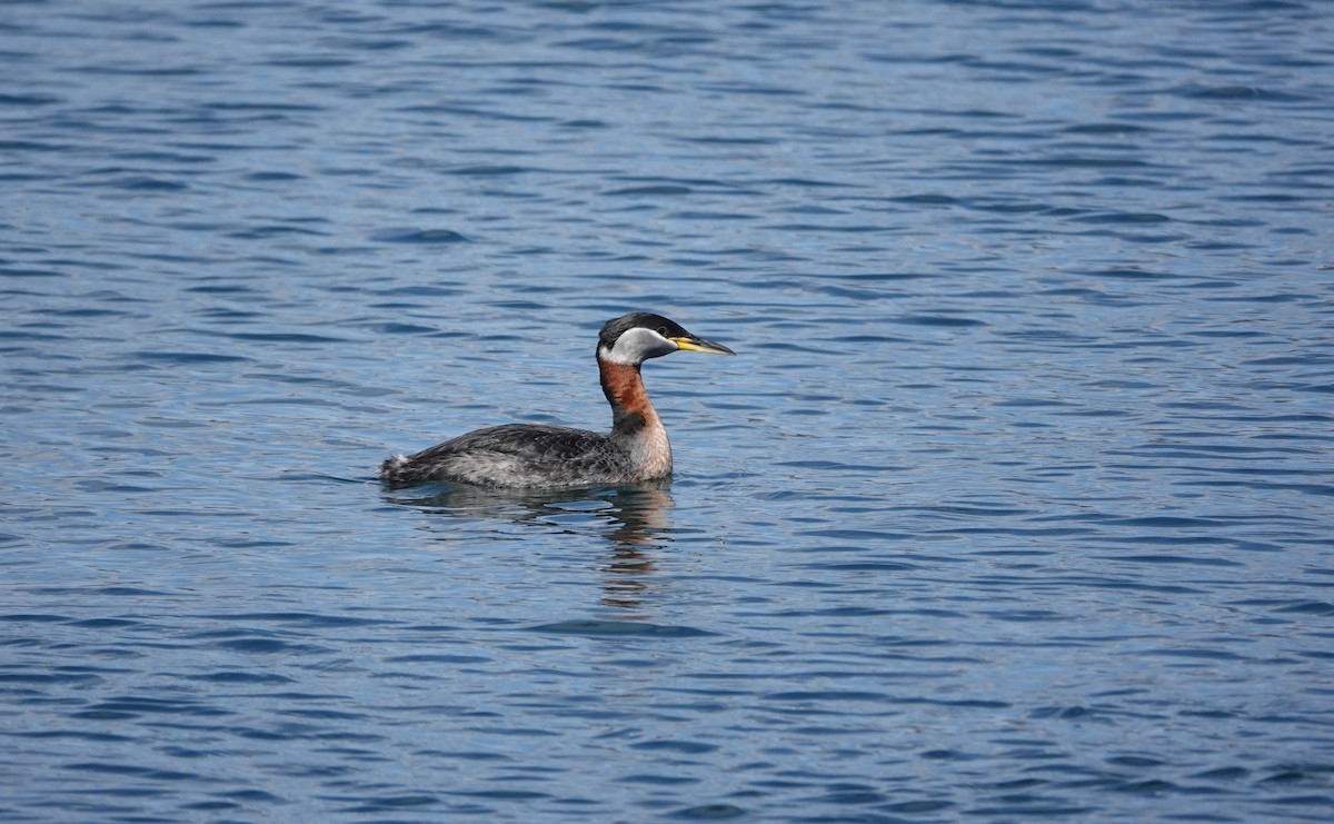 Red-necked Grebe - ML616740386